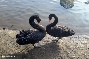 And these two black swans were relishing their time together. (photo by Andrew Fung)
