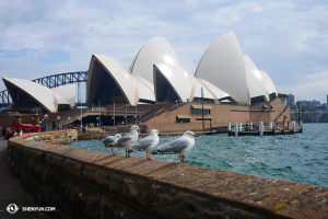 A visit to the Sydney Opera House, and a moment of peace and harmony… (photo by dancer Ben Chen)
