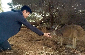 Izpildītājmāksliniekiem patīk satikt vietējos, lai kur viņi dotos. Dejotājs Teo Ji sveicina jauno draugu Ķenguru salā Pērtā (Austrālija). (Foto: gaismotājs Benijs Čaņs)
