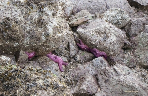 Purpursarkanu jūras zvaigžņu grupa. (Foto autore: Kaidi Vu)
